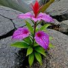 flawer669