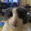 lennymonkey
