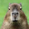 capybara1521