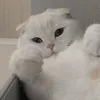 afgdhs