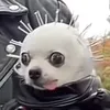 bearnoodles