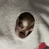 littlefeekung