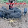 vinhhg0868889000