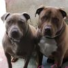 big_baby_hershey