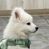 odinthesamoyed