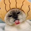 hampehaypster