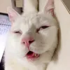 nvcuong99