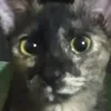 _meow.pepper