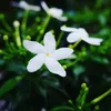 khoa_bonsai