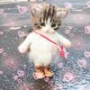 ihearttmycats