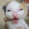 catlovermeowmeowmeowmeow