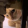greybb6