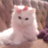 cryyybananacat