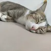 hebecha_n