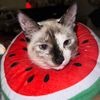 olivegirlie1