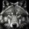 bax83
