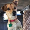 dog_mom55