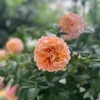 rose_may123451