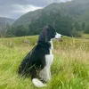 mia_the_collie
