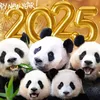 我愛🐼Fu
