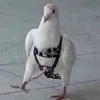 3lly_69