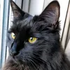 crazy2catslady