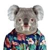 cuban_koala