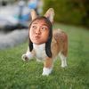 shortlegcorgi