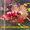 irwan_betta_aquatic