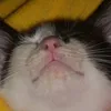 twsparklecat