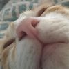 borkbonkboo