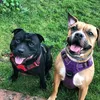 staffyandboxer