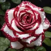 aman_amane2