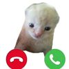 asdcachimp8