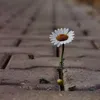 hoaibee96