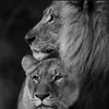 fatia_770