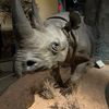 rhinocerosthing