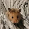 mocha.the_hamster