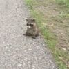 raccoons.lol