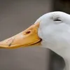 vuksathegoose