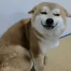 linhhwang86
