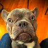 frankyflatface