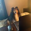 sheltie6