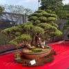 nusery_bonsai