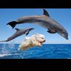 majesticdophin