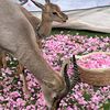 gha_1420