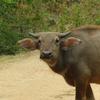 waterbuffalo11