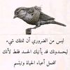 zeinapi