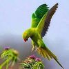 mahossain92