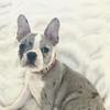 beanthefrenchton